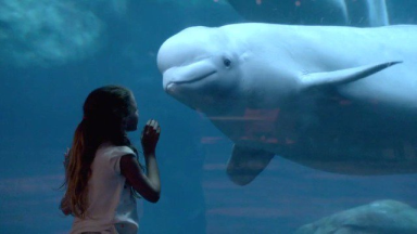 The Trumps of the Sea, they're called.